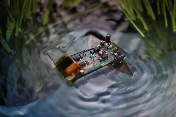 Bild: Miniatur-Schwimmroboter inspiriert von Plattwürmern