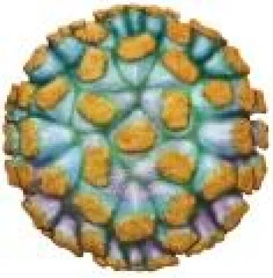 Bild: Das Norovirus - Viren Superstar