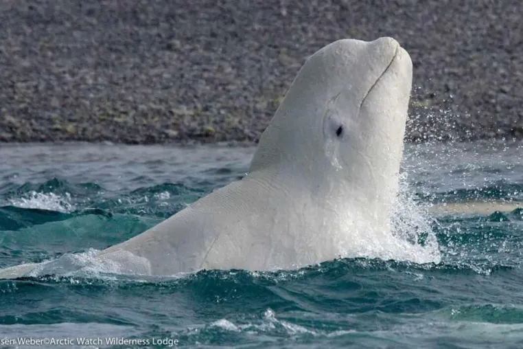 Bild: Live aus Nunavut: Beluga Cam der Arctic Watch Wilderness Lodge