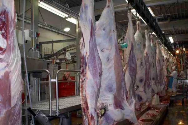 Bild: Übereifrige Schließung von regionalen Schlachthäusern