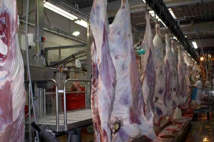 Übereifrige Schließung von regionalen Schlachthäusern Bild: Übereifrige Schließung von regionalen Schlachthäusern