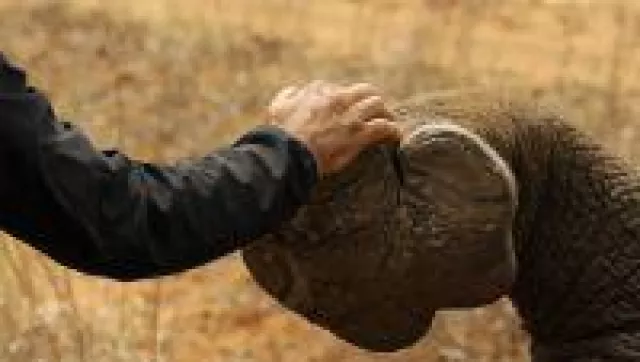 Bild: Eutelsat und Sigfox Foundation starten einzigartige Tierschutzinitiative "Now Rhinos Speak" für Nashörner