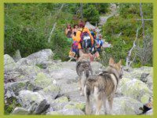 Bild: Wanderurlaub mit Hund im Nationalpark Bayerischer Wald