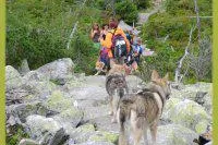 Bild: Wanderurlaub mit Hund im Nationalpark Bayerischer Wald