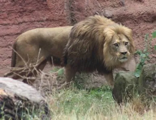Bild: Langhaariger Löwe mit goldenen Augen