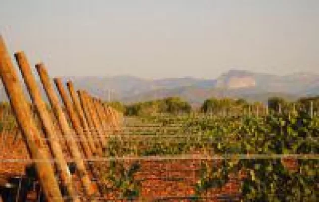 WeinWert® - Rendite im Garten Bild: WeinWert® - Rendite im Garten