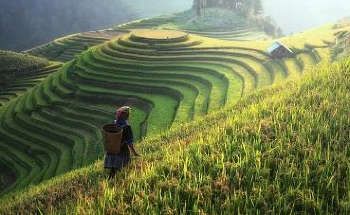 Asien Special Tours - China Reisfeld