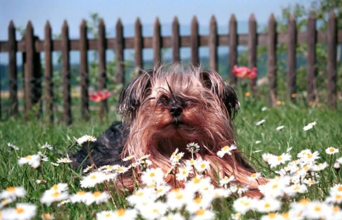 Die Wespenplage ist auch für Haustiere gefährlich