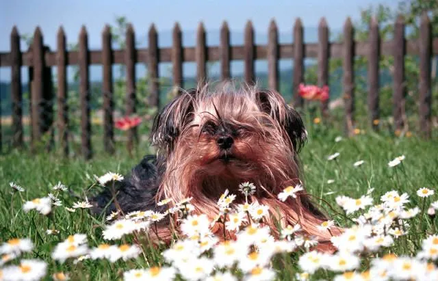 Bund Deutscher Tierfreunde warnt vor Gefahren der Wespenplage Bild: Bund Deutscher Tierfreunde warnt vor Gefahren der Wespenplage