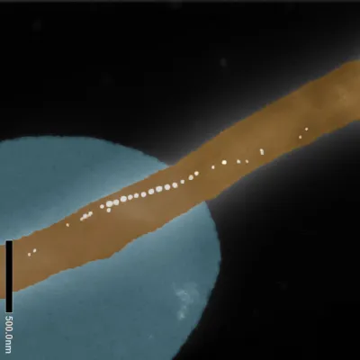 Bakterien mit eingebautem Kompass Bild: Bakterien mit eingebautem Kompass