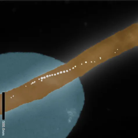 Bild: Bakterien mit eingebautem Kompass