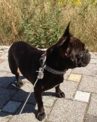 Bild: Urlaub ab 50plus mit Hund in speziellen Wanderhotels