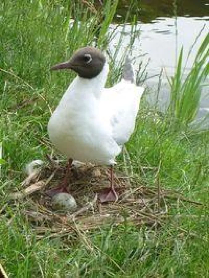 Lachmöwe mit Nest am Müritzeum