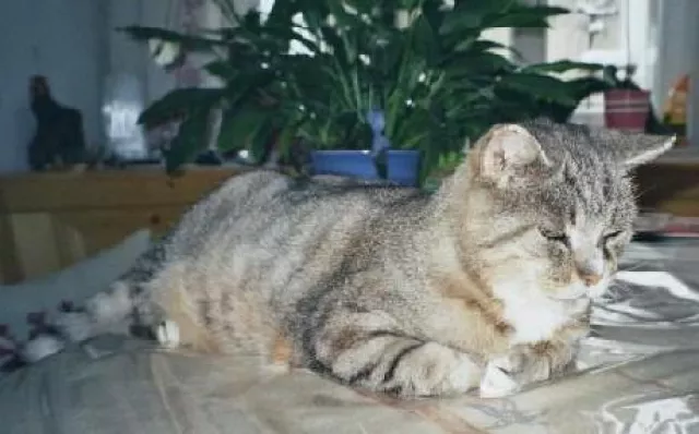 Bild: Rauhnacht-Reim online über ein mitternächtliches Gespräch zwischen Katzen, Hunden und einem Wellensittich