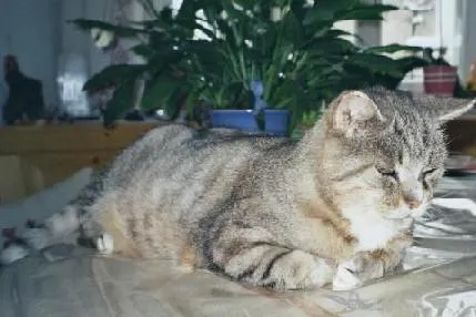Bild: Rauhnacht-Reim online über ein mitternächtliches Gespräch zwischen Katzen, Hunden und einem Wellensittich