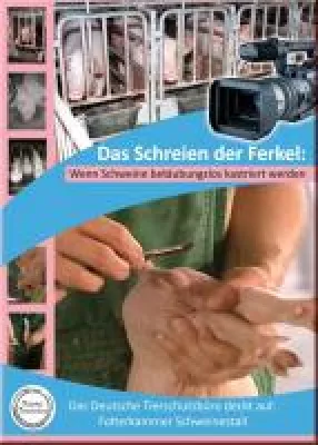 Bild: Deutsches Tierschutzbüro veröffentlicht aktuelle Videodokumentation zum Thema betäubungslose Ferkelkastration