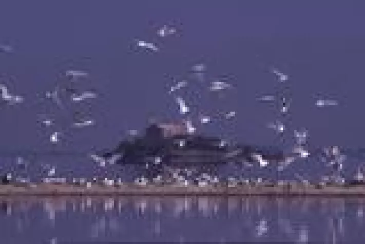 Bild: Birdwatching in Italiens größtem Regionalpark