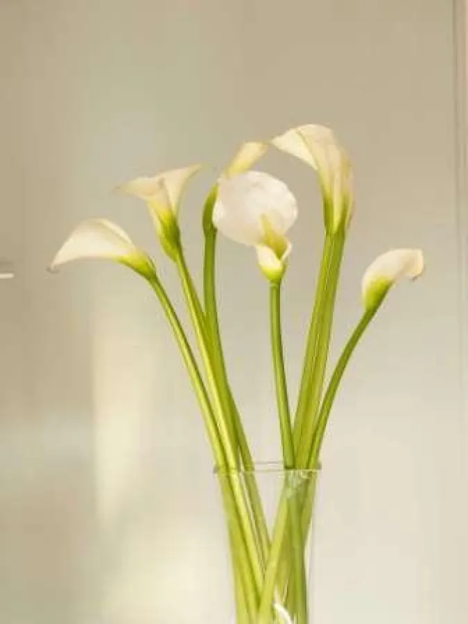 Schön wie die Calla. Schön wie Sie! Willkommen zur beautyNight am 14. Mai 2009