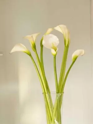 Bild: Mai de luxe - calla beauty lounge mit zweiter beautyNight