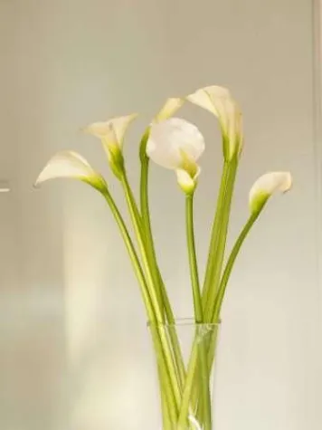 Mai de luxe - calla beauty lounge mit zweiter beautyNight Bild: Mai de luxe - calla beauty lounge mit zweiter beautyNight