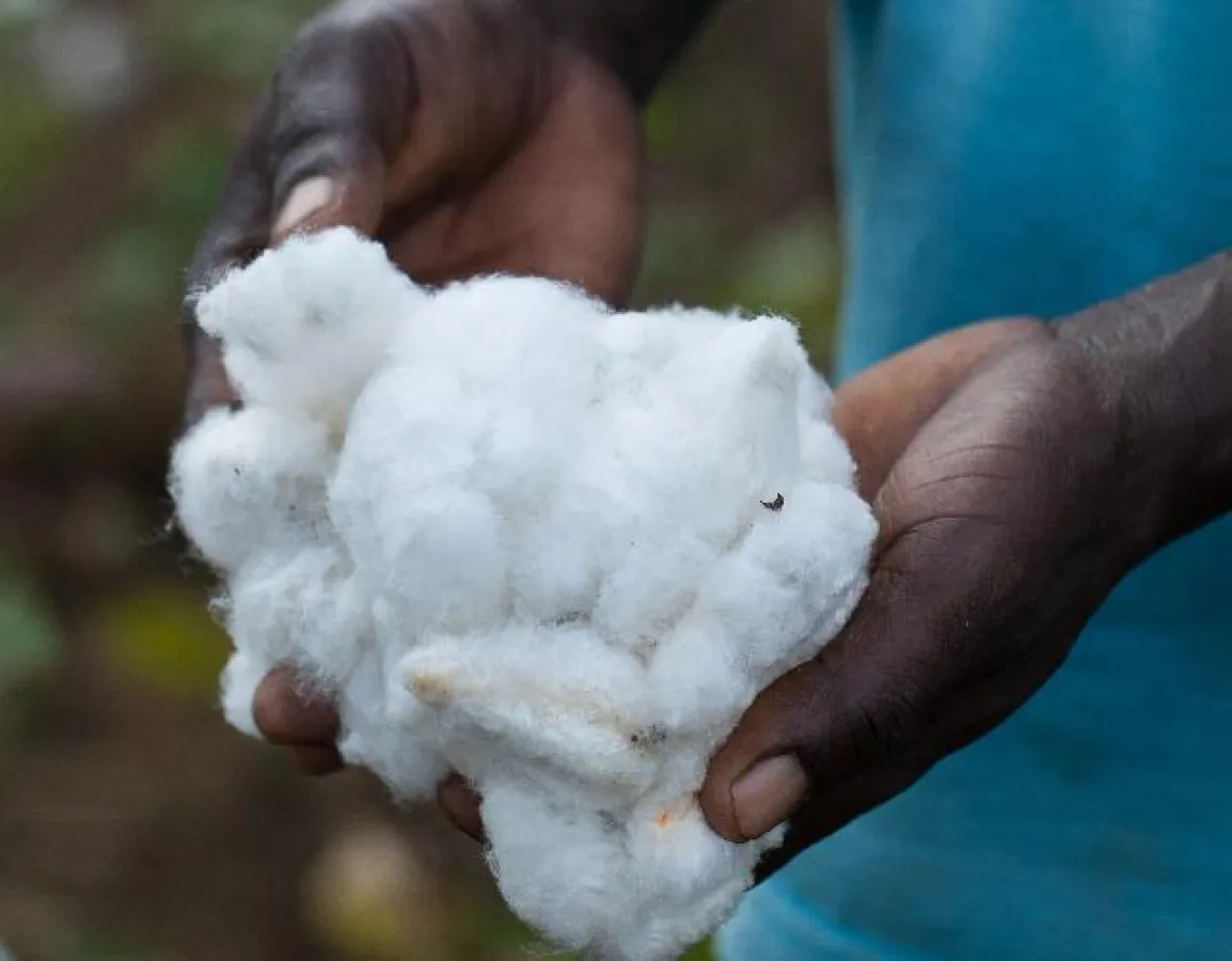 Gesunde Cotonea-Baumwolle