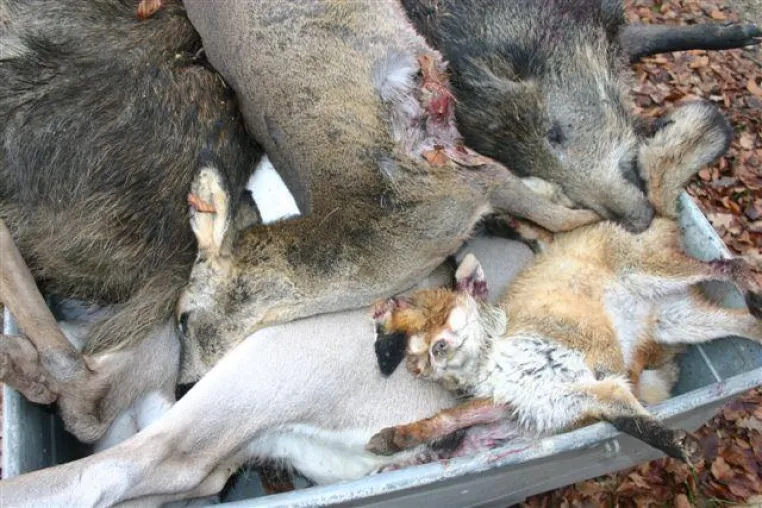 Harte Zeiten für Wildtiere - Jagd stört die Winterruhe Bild: Harte Zeiten für Wildtiere - Jagd stört die Winterruhe