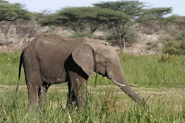 Bild: Frisches Grün in Kenias Nationalparks