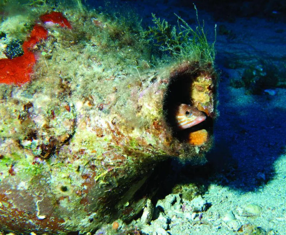 Fisch lugt aus einer Amphore - Foto: KZT/Indux Media d.o.o.