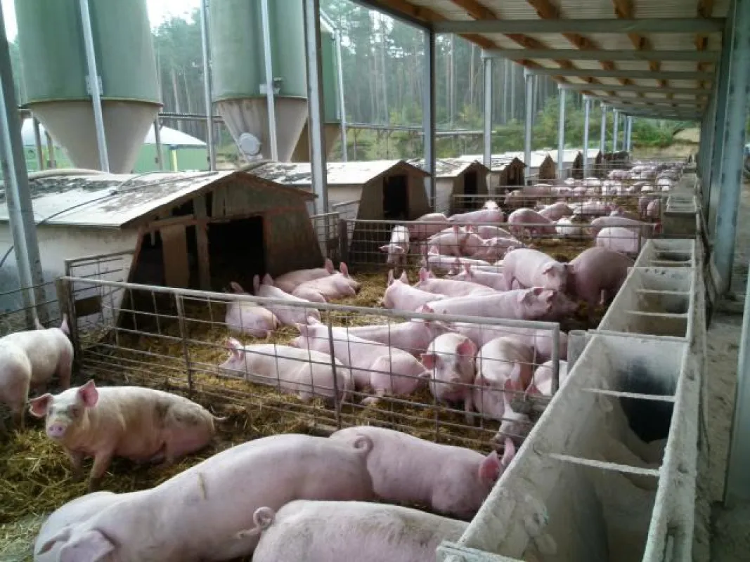 Tierfreundliche Auslaufhaltungen werden in Niedersachen bald bessere Rahmenbedingungen erhalten.