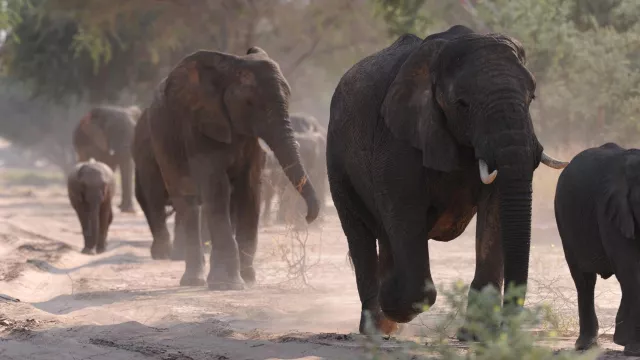 Bild: Beispiel für nachhaltige Freiwilligenarbeit: Schutz gefährdeter Wüstenelefanten in Namibia