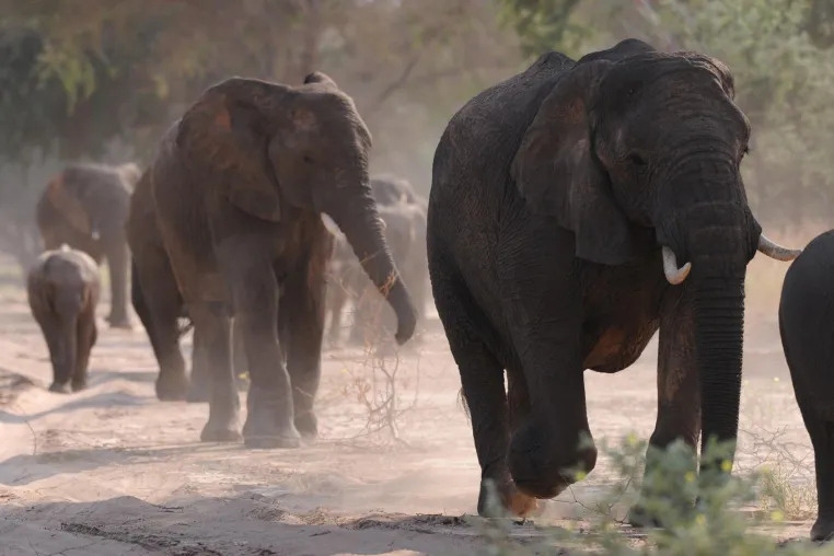 Bild: Beispiel für nachhaltige Freiwilligenarbeit: Schutz gefährdeter Wüstenelefanten in Namibia