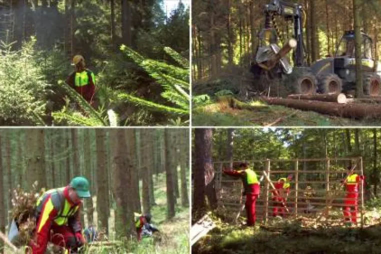 Bild: Neuer Video-Clip zur Image-Werbung für den Forstberuf