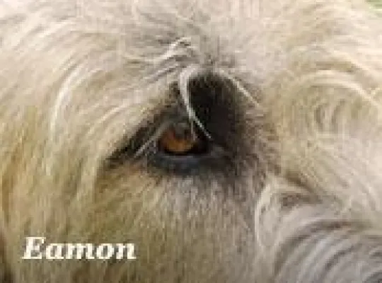 Der Welttierschutztag am 4. Oktober – Lesen Sie alles zum Thema bei TIER.TV Bild: Der Welttierschutztag am 4. Oktober – Lesen Sie alles zum Thema bei TIER.TV