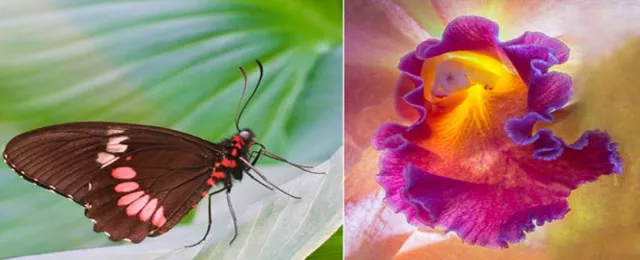 Bild: Fotoseminar „Schmetterlinge und Orchideen“ im Berggarten der Herrenhäuser Gärten