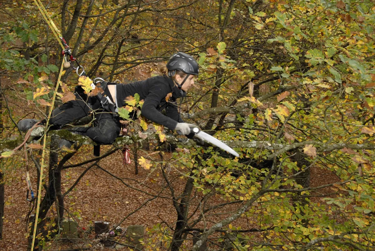 Fachgerechte Baumpflege durch Albrecht Bühler Baum und Garten