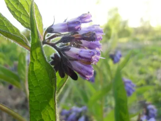 Bild: Permakultur-Einführungskurs am 6./7. Oktober in Jena