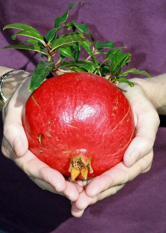 Jetzt handeln: Granatapfel - die Nr. 1 beim Schutz der Abwehrkräfte