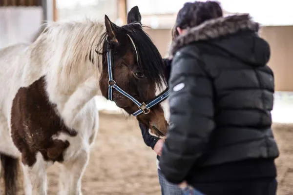 Bild: Singles gehen andere Wege und das mit Pferden…