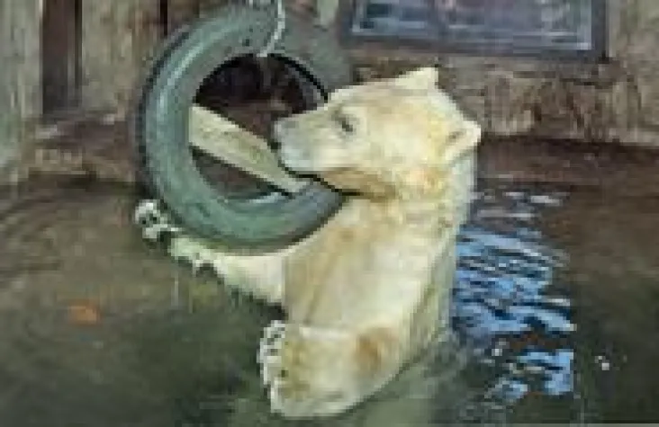 Bild: Eisbär Sprinter zieht nach Yukon Bay im Erlebnis-Zoo Hannover