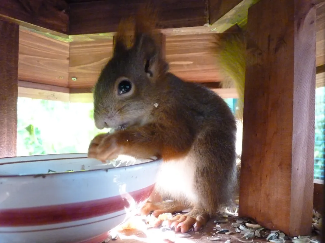 Eichhörnchen an einem Futterplatz (© Bundesverband Wildtierhilfen)