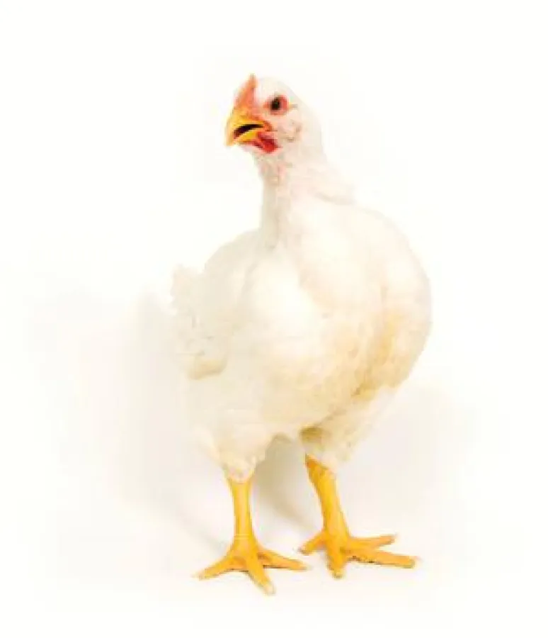 AGal_pro ist pelletierstabil