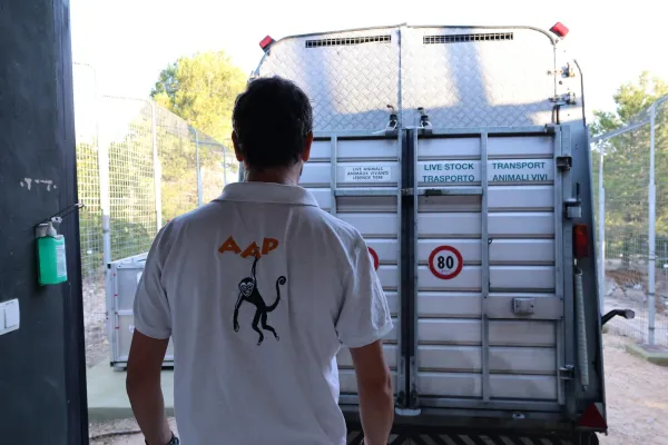 Bild: Sechs Tiger sicher in Spanien angekommen ― AAP bringt Tiere in ihr neues Zuhause