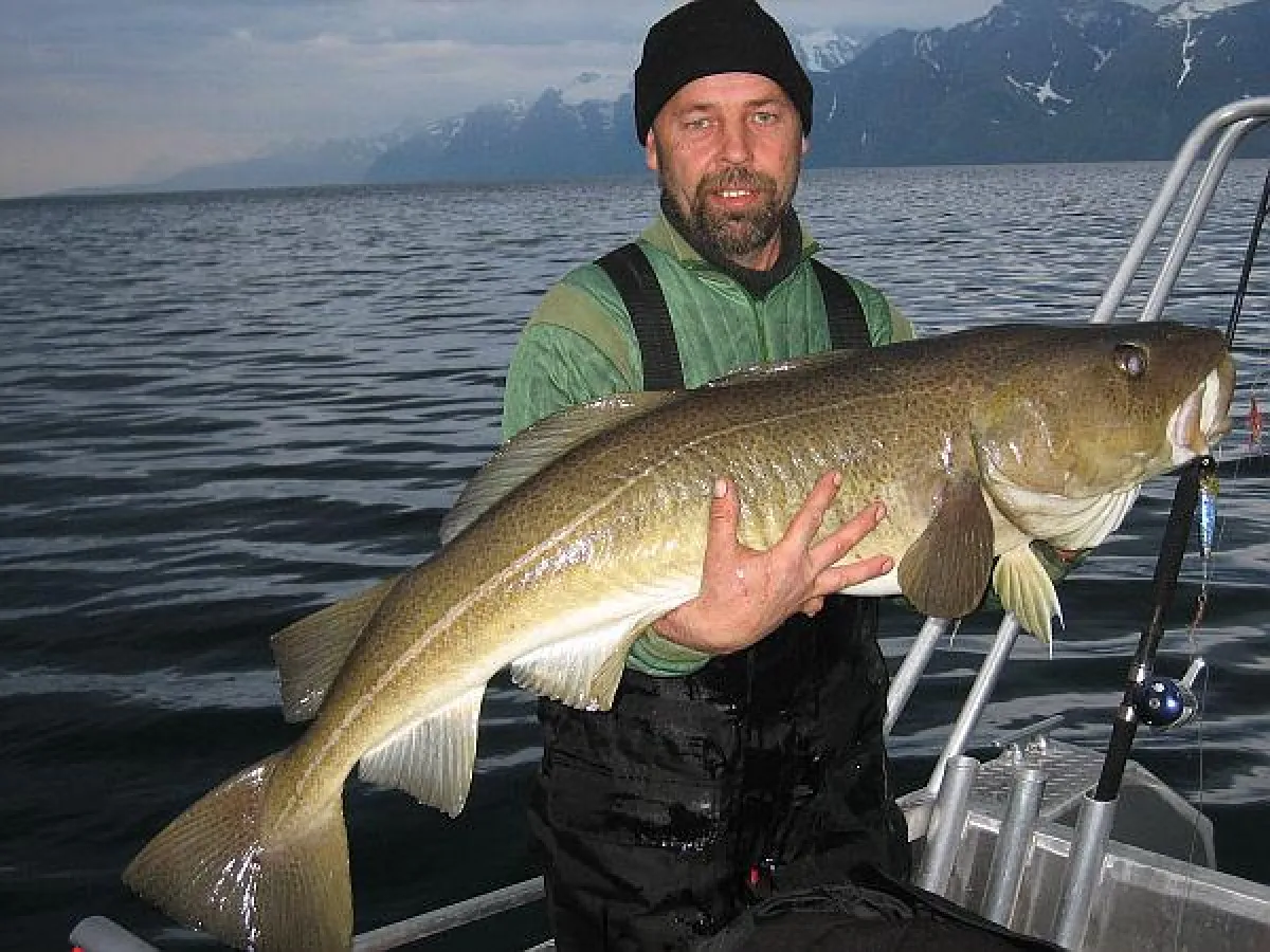 Großdorsch von 32Pfd. gefangen von Michael Dietrich