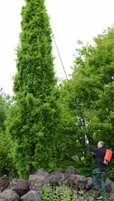 Bild: Dem Eichenprozessionsspinner auf die Pelle rücken - Die neue Sprühlanze XL8 von Birchmeier