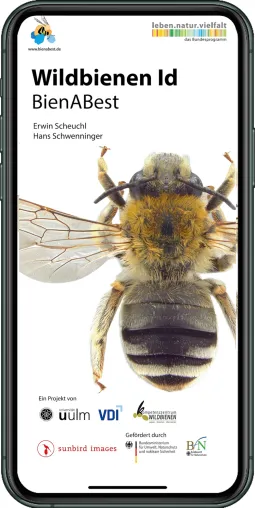 Welche Wildbiene ist das? Identifikations-App mit neuen Funktionen Bild: Welche Wildbiene ist das? Identifikations-App mit neuen Funktionen
