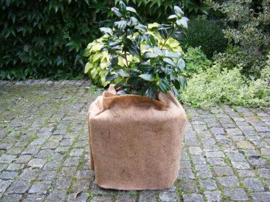 Vliese für Kübelpflanzen – so kommen Sträucher und Gewächse gut über den Winter Bild: Vliese für Kübelpflanzen – so kommen Sträucher und Gewächse gut über den Winter