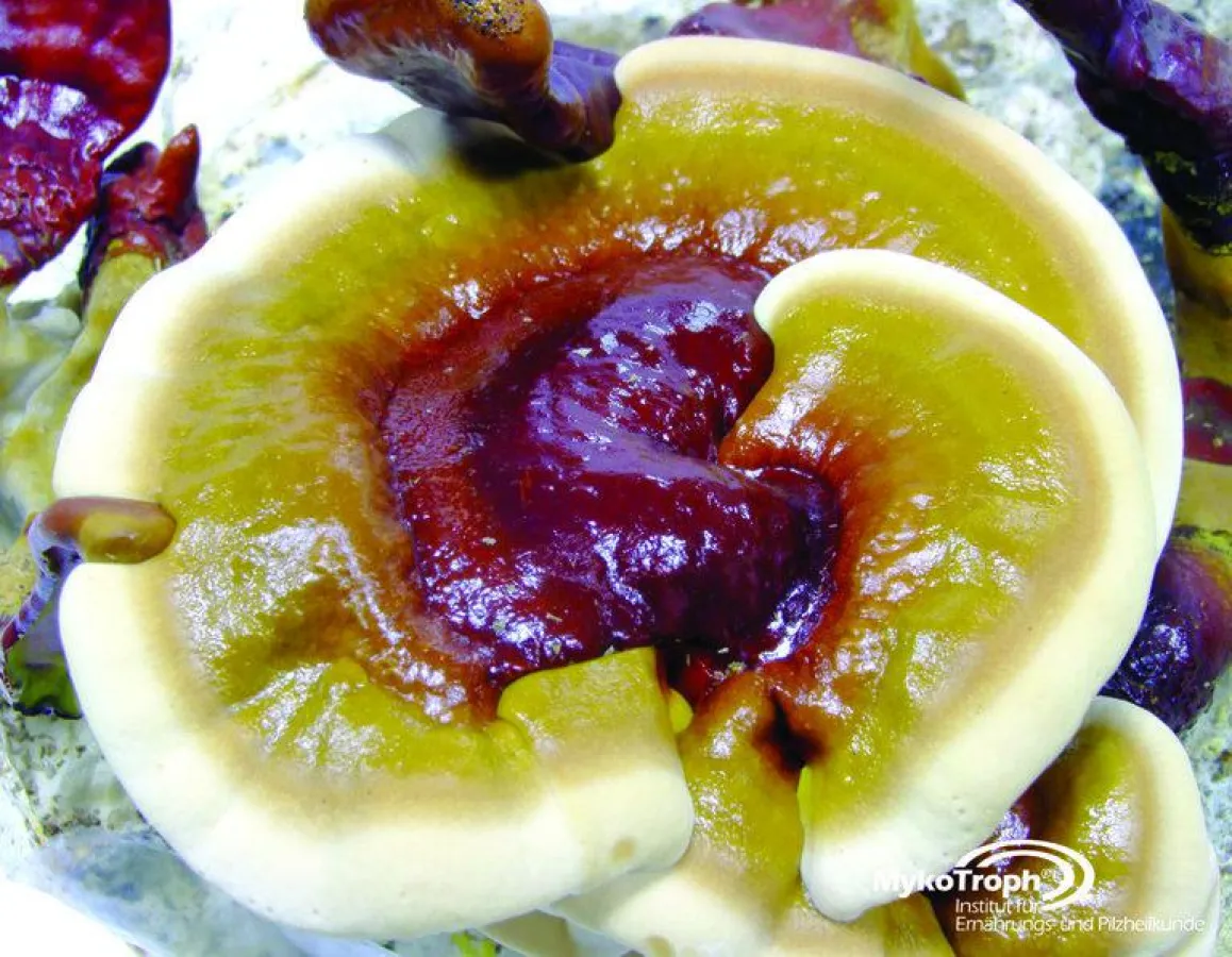 Vitalpilz Reishi