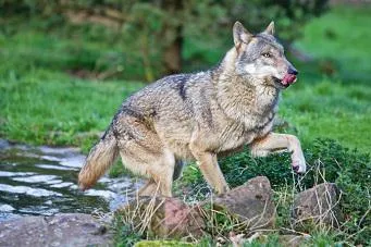 Wolfsgeflüster im Pfalzblick Bild: Wolfsgeflüster im Pfalzblick