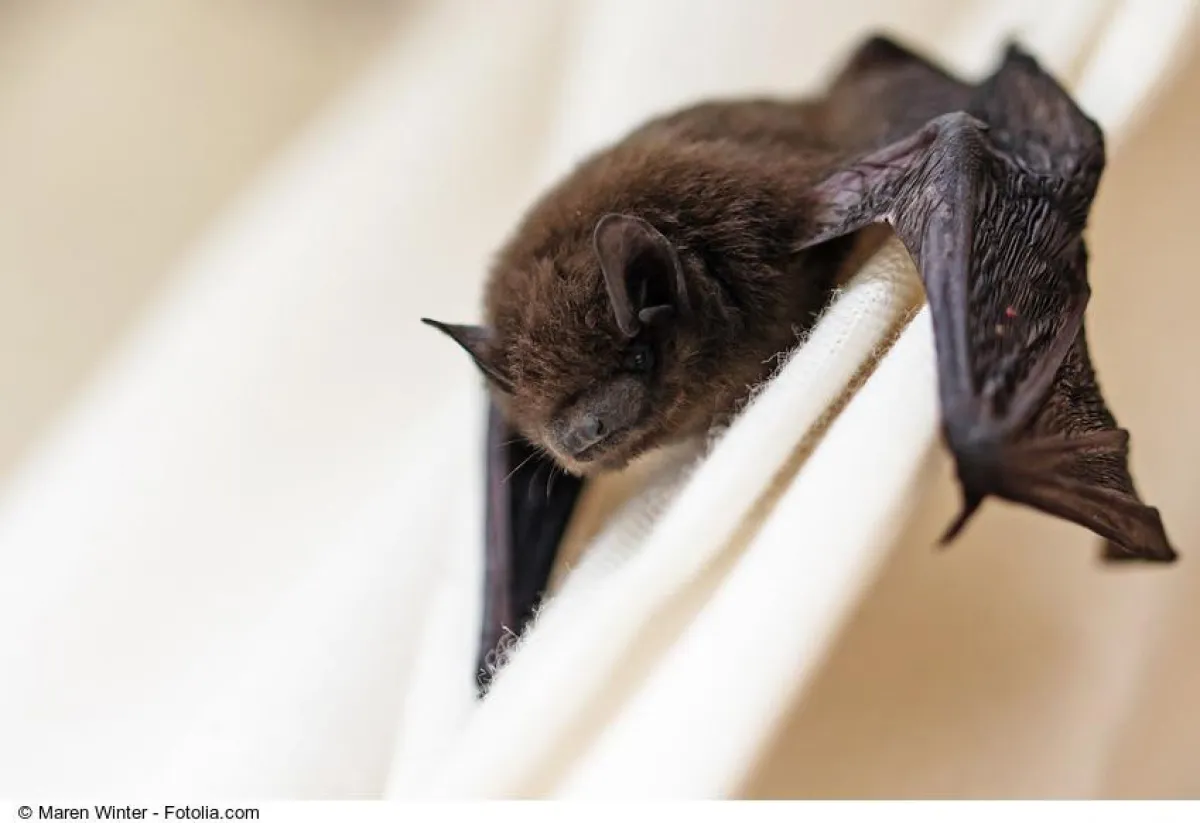 20. Internationale Fledermausnacht