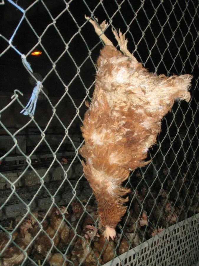 Vegetarier-/Tierschützeropfer in 